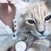 cat123
